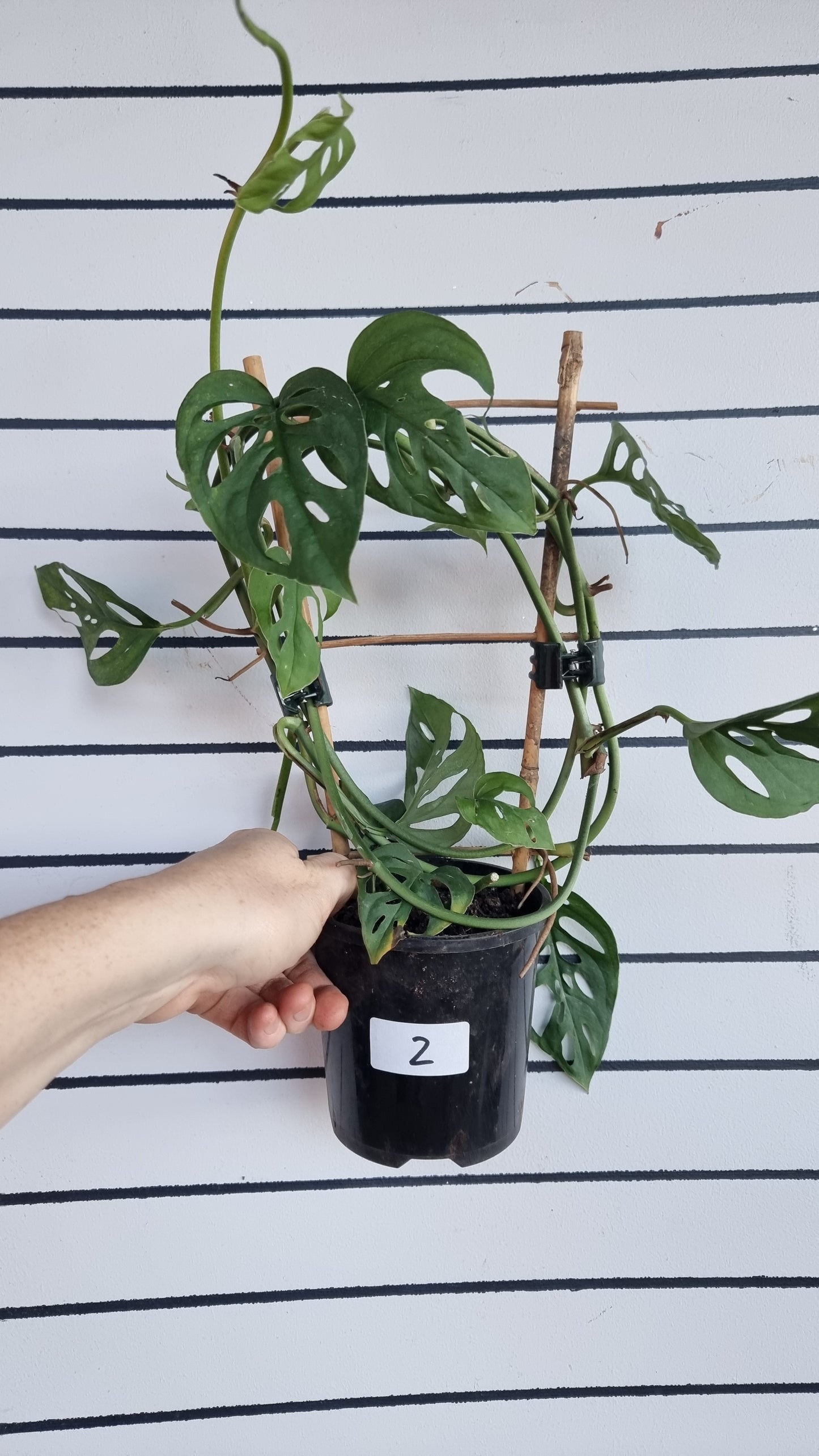 Monstera adansonii - 瑞士乳酪廠