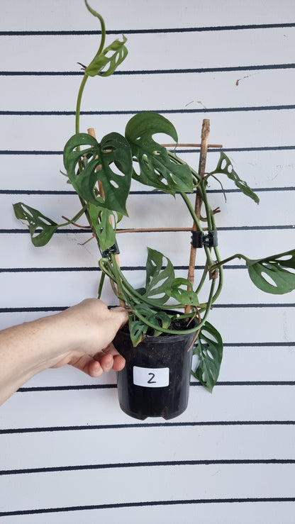 Monstera adansonii - 瑞士乳酪廠