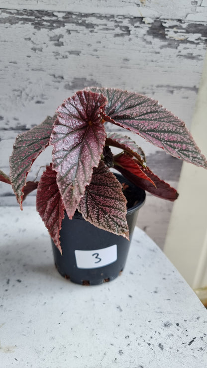 Begonia 'Maurice Amey' - Angel Wing Cane Begonia