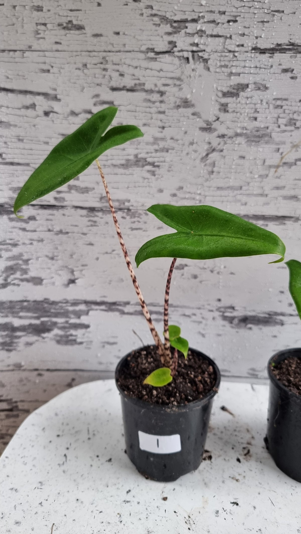 Alocasia zebrina