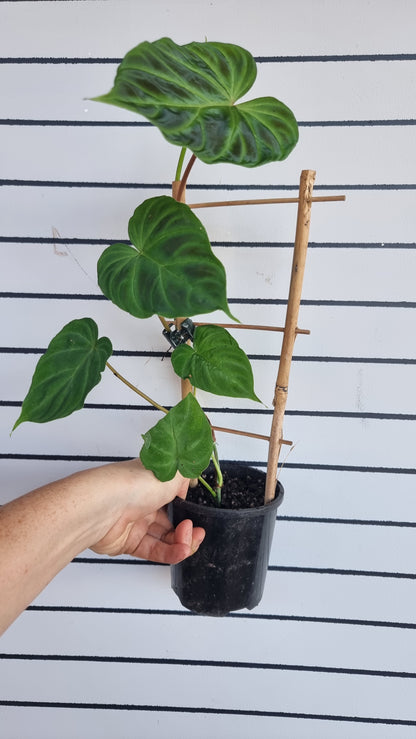 Philodendron verrucosum - 攀缘天南星