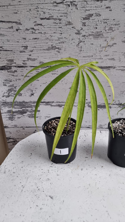 Anthurium polydactylum - Tropical Aroid