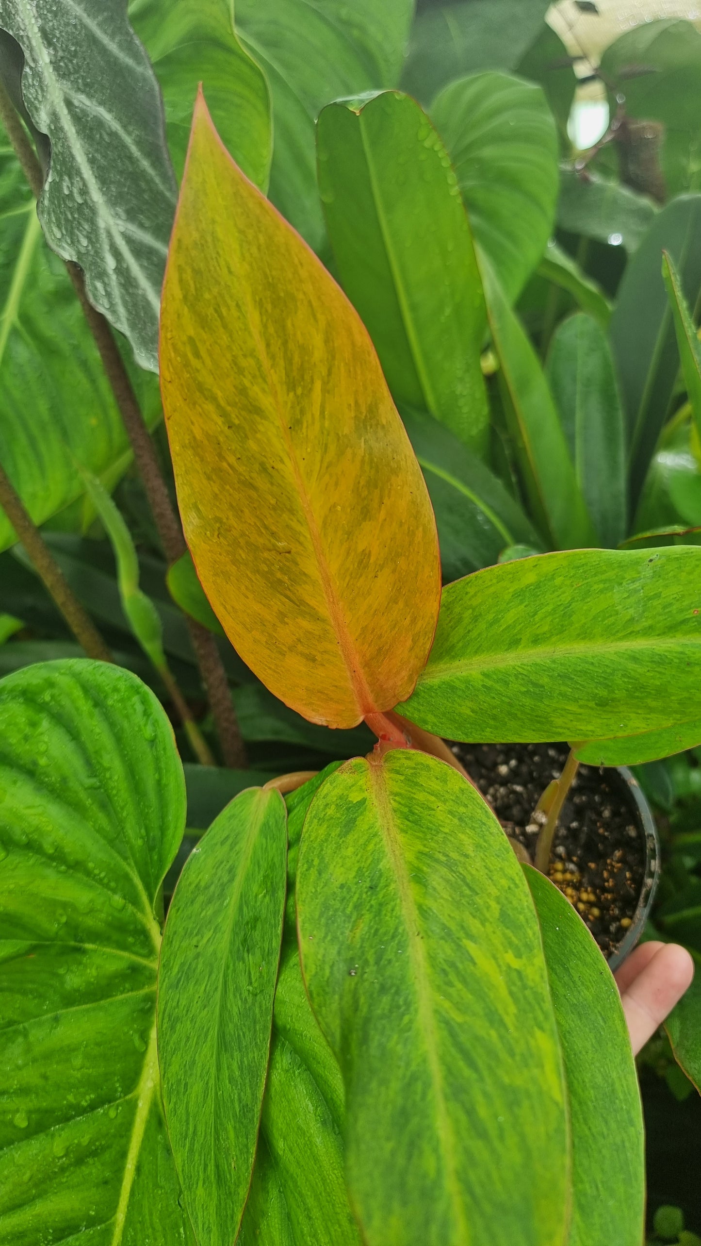 Philodendron erubescens ‘橙子果酱’