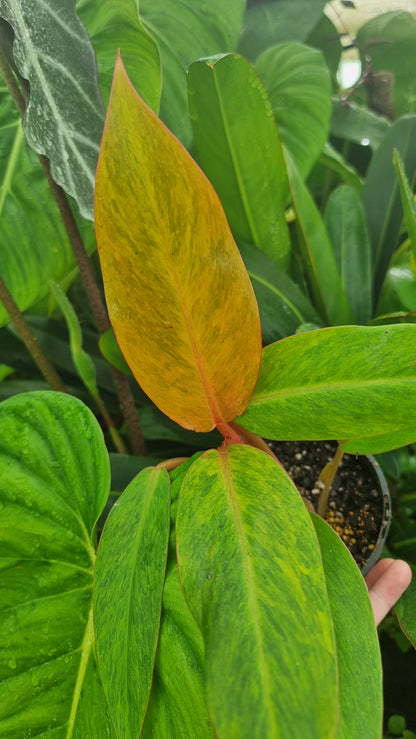 Philodendron erubescens ‘橙子果酱’