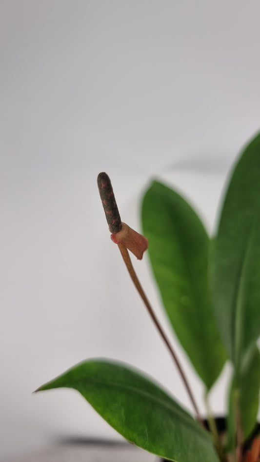 Anthurium gracile - Red Pearls Anthurium