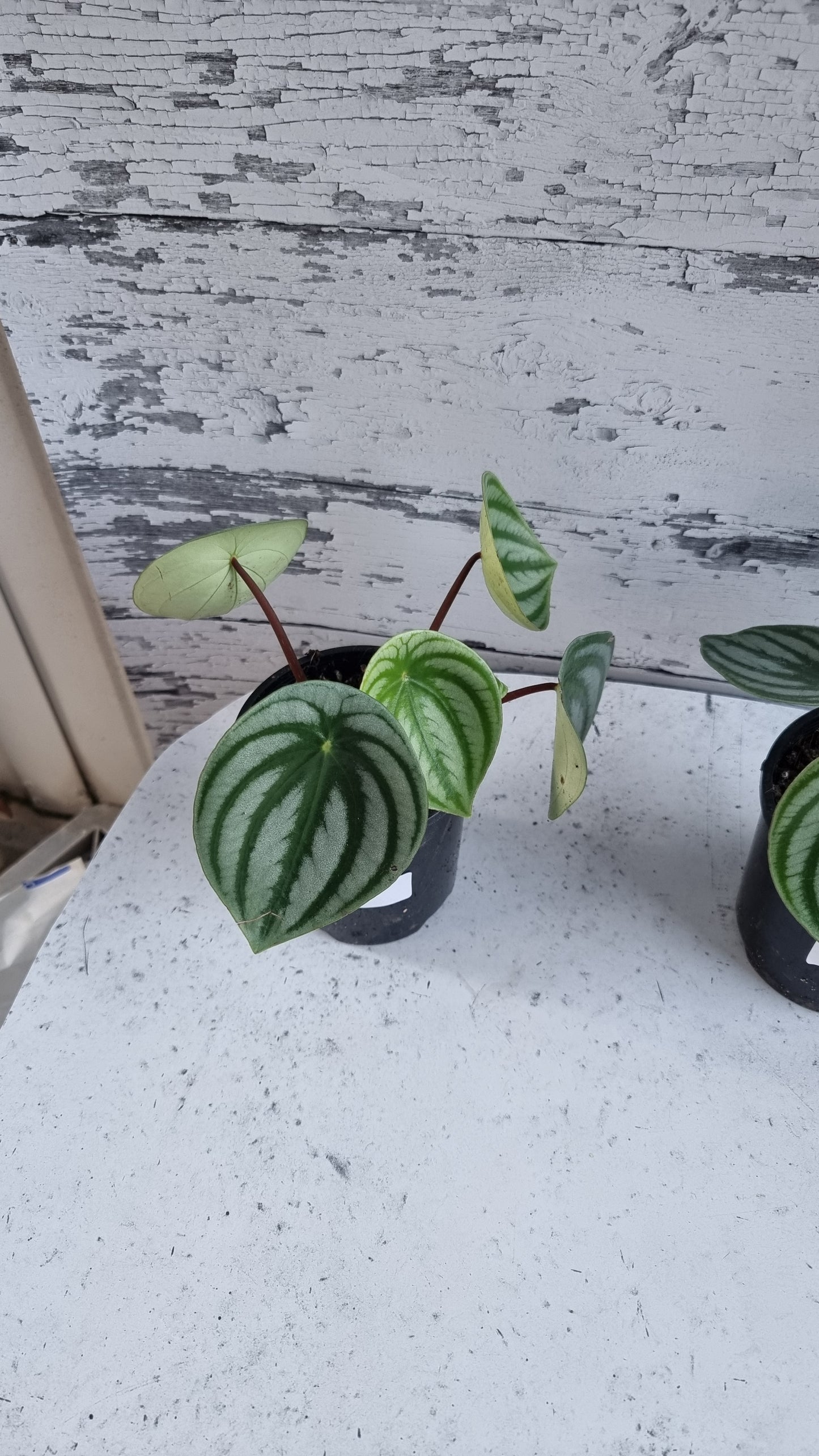 Peperomia argyreia - Watermelon Peperomia (Non-TC)
