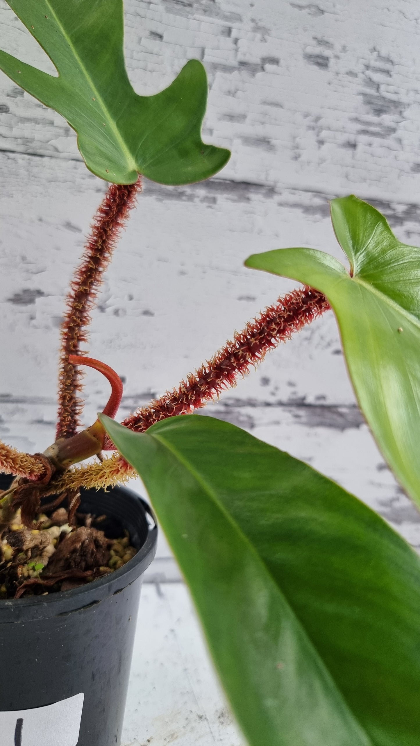 Philodendron squamiferum