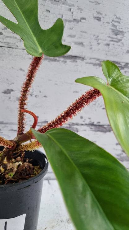 Philodendron squamiferum