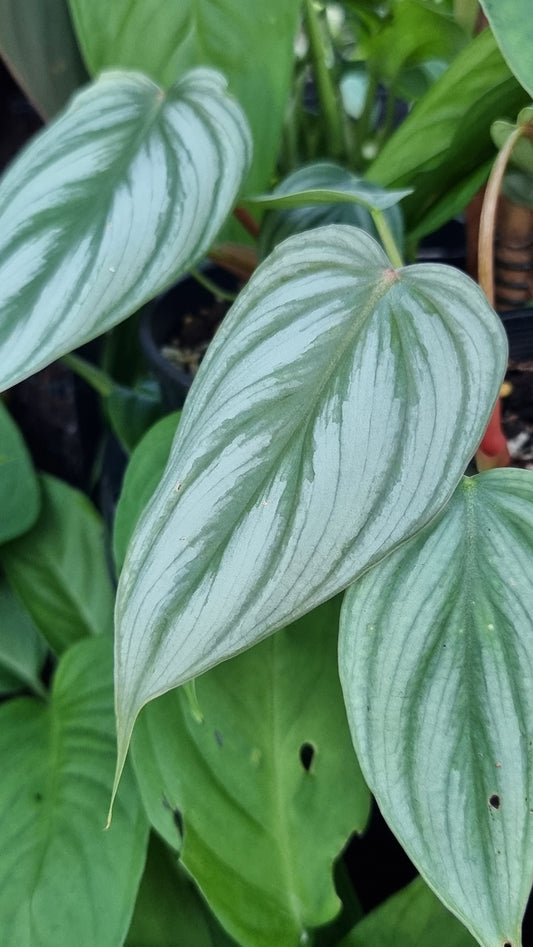 Philodendron sp. 'pastazanum silver'