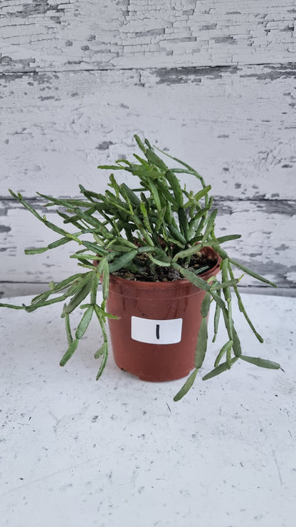 Rhipsalis ewaldiana - 槲寄生仙人掌