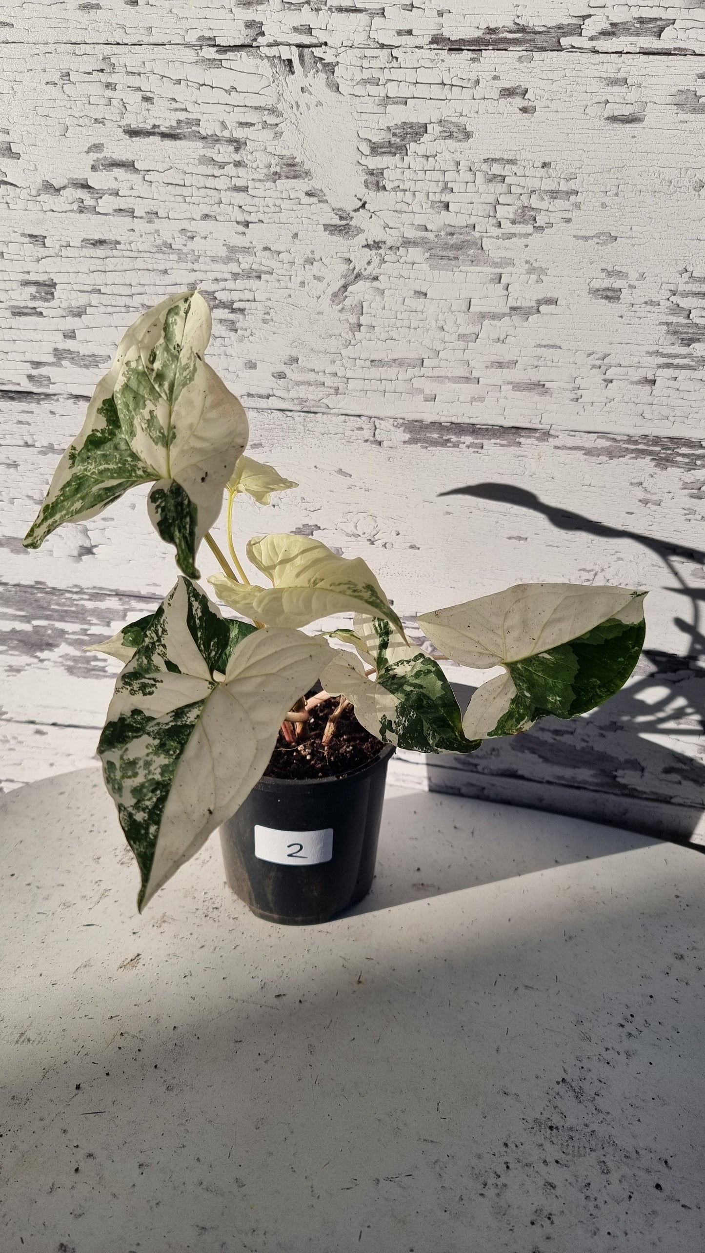 Syngonium podophyllum 'Fantasy' - Variegated Arrowhead Plant