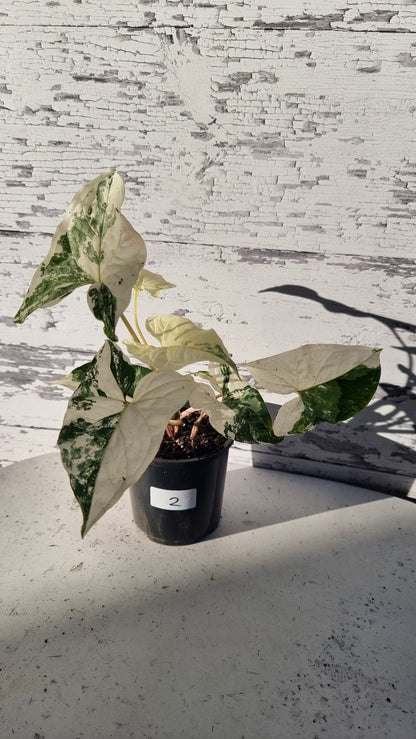 Syngonium podophyllum 'Fantasy' - Variegated Arrowhead Plant