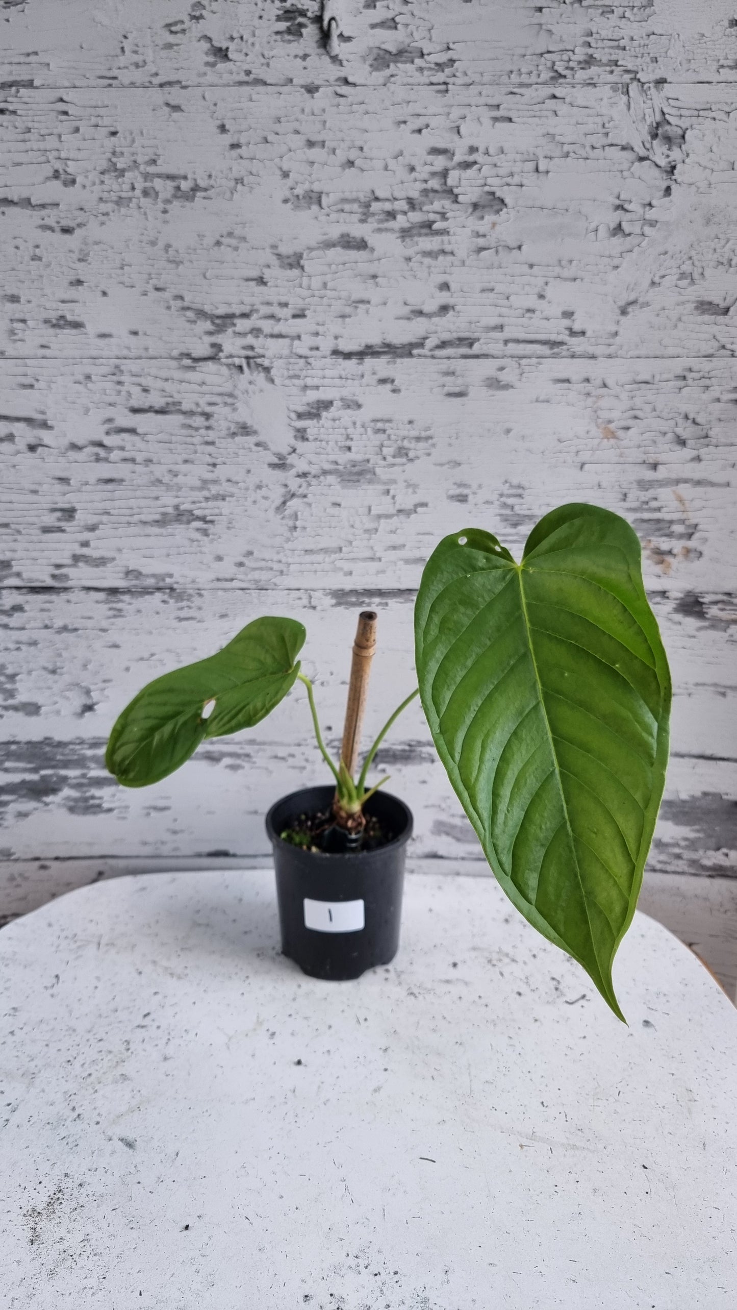 Anthurium cuspidatum - Oblong Berry Tree