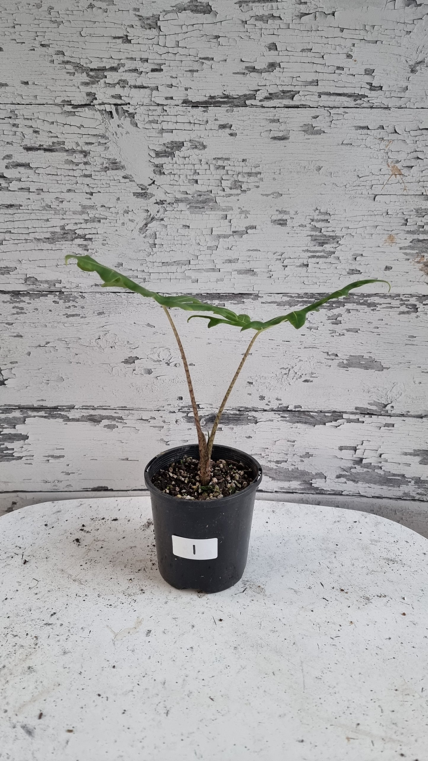 Alocasia portei - Malaysian Monster