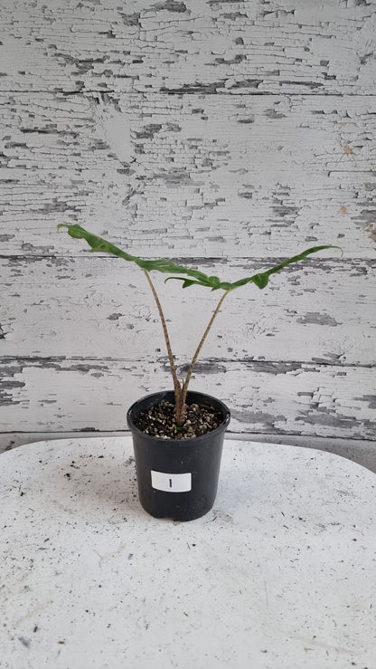 Alocasia portei - Malaysian Monster