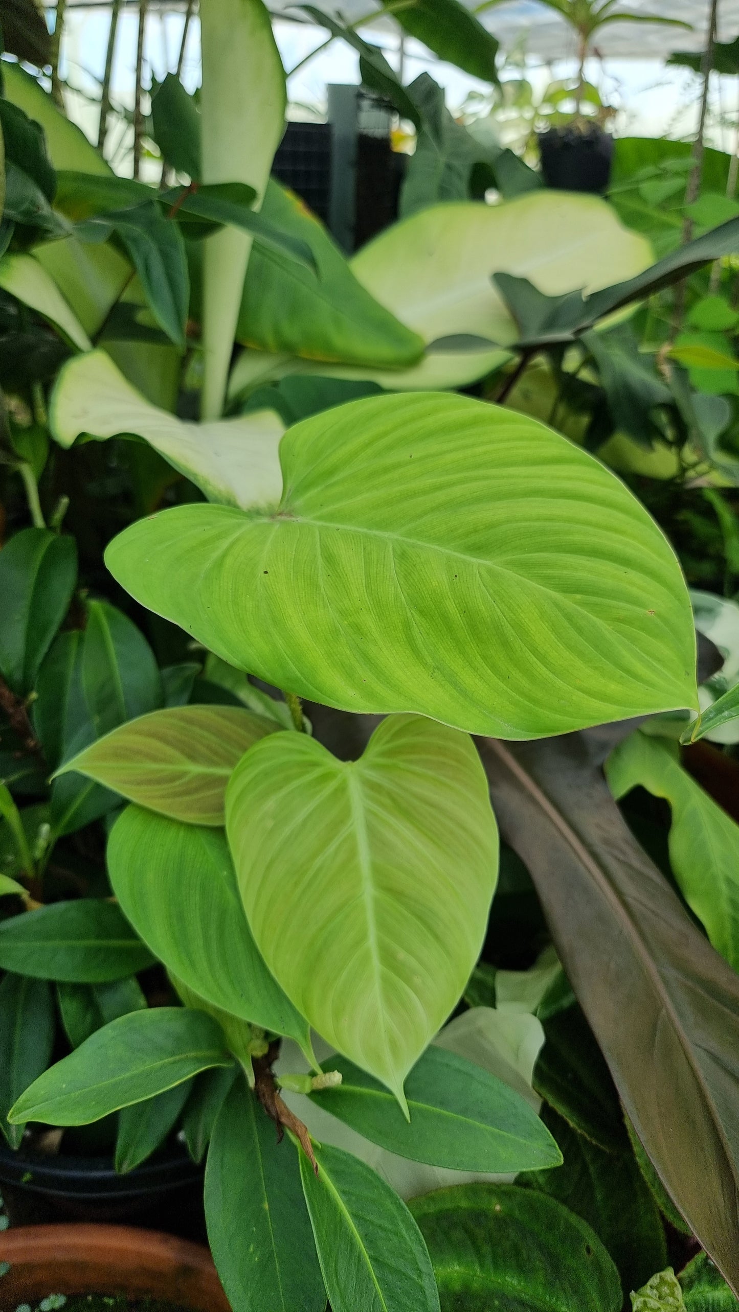 Philodendron 'Fuzzy Petiole'