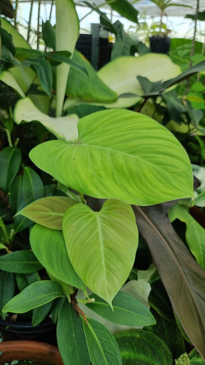 Philodendron 'Fuzzy Petiole'