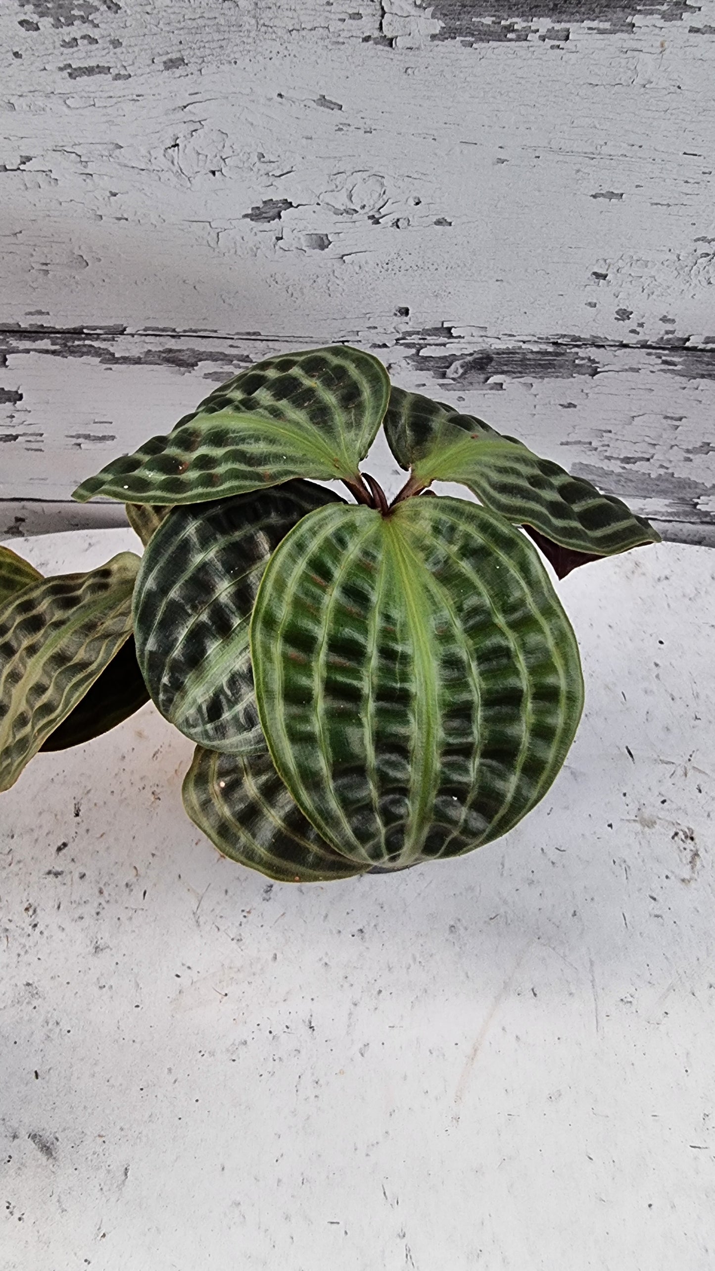 Geogenanthus poeppigii (Non-TC) - Seersucker Plant