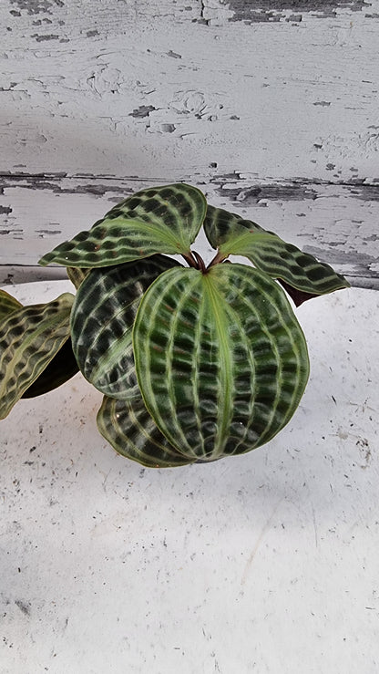 Geogenanthus poeppigii (Non-TC) - Seersucker Plant
