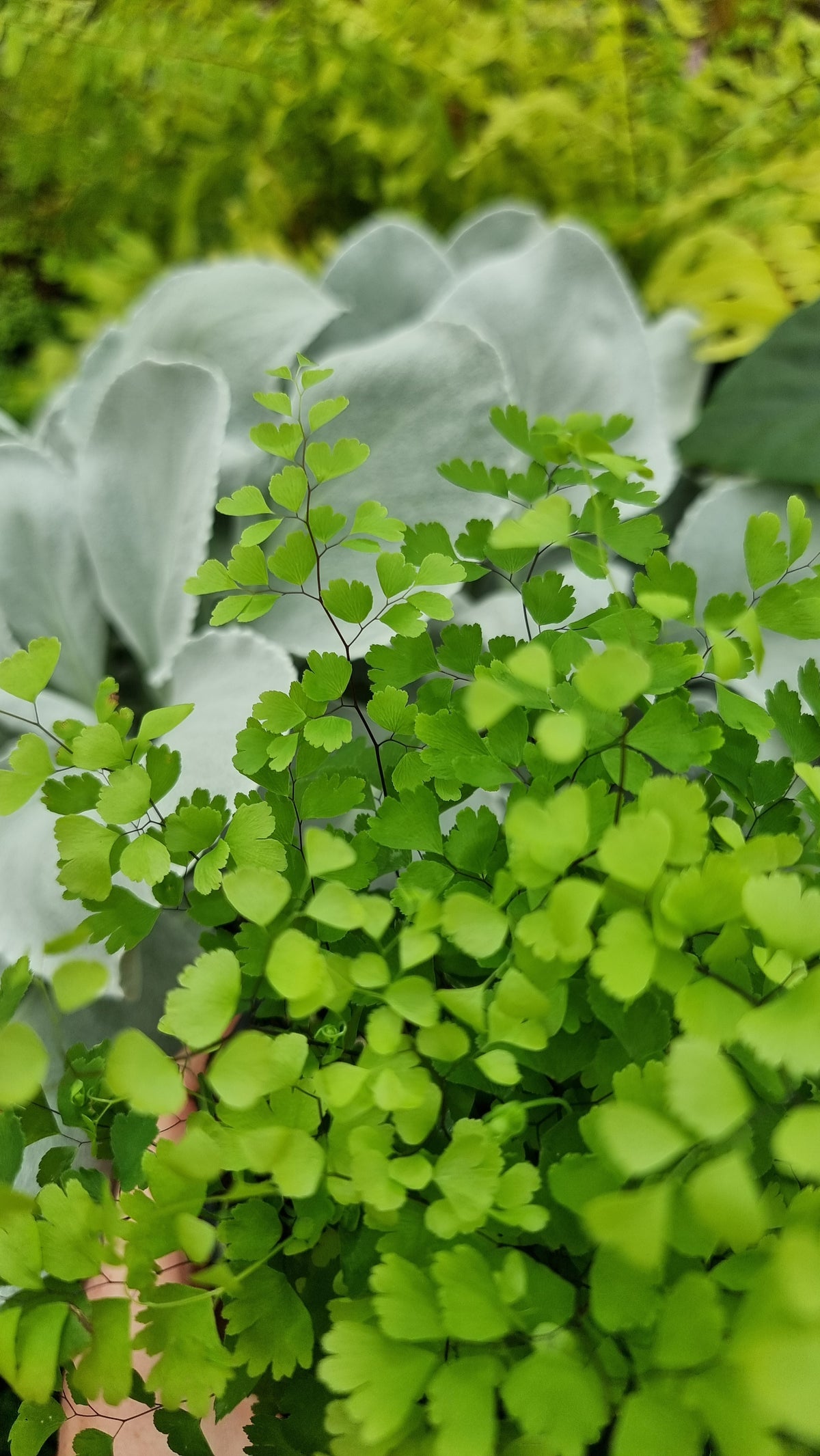 Adiantum raddianum - 三角铁线蕨