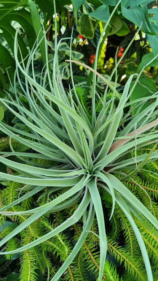 铁兰 riohondoensis - 空气植物