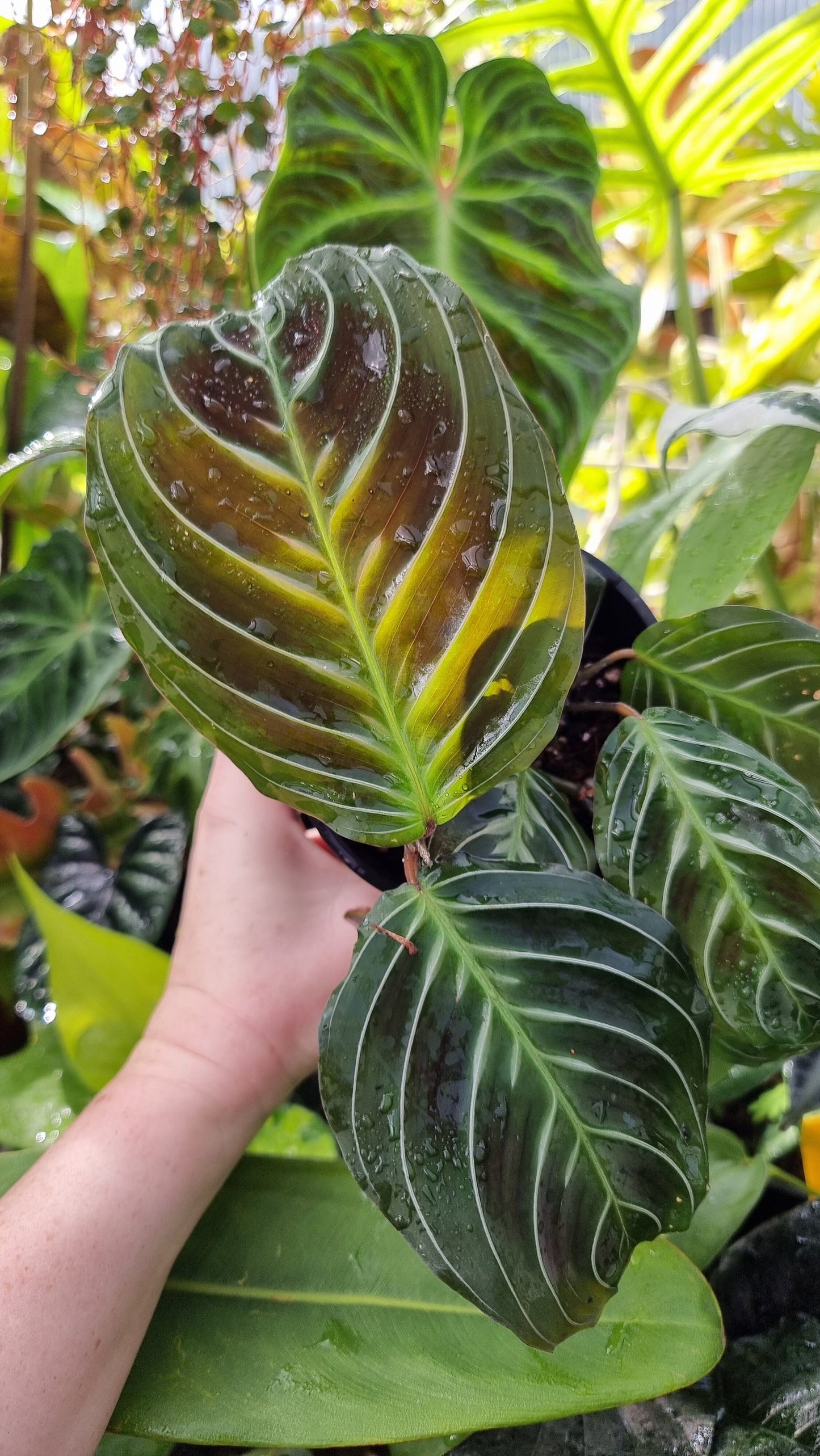 Maranta leuconeura 'massangeana' NOID - Black Prayer Plant Root'd Plants 