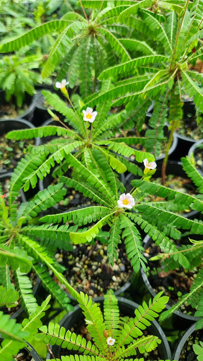 Biophytum sensitivum - Sensitive Tree