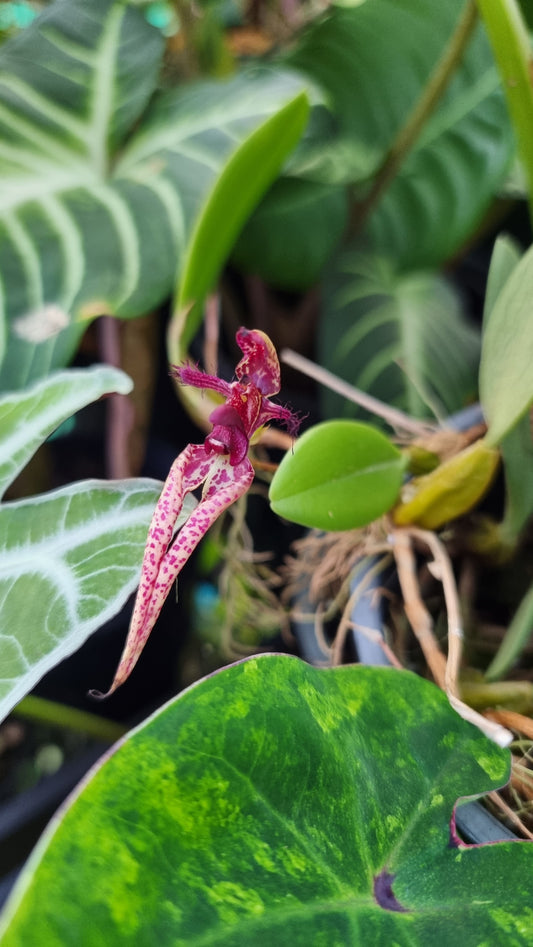 Bulbophyllum x 'Sheryl Kurizaki' - Orchid Plant
