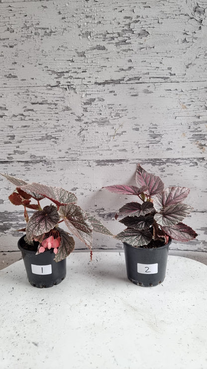 Begonia 'Maurice Amey' - Angel Wing Cane Begonia