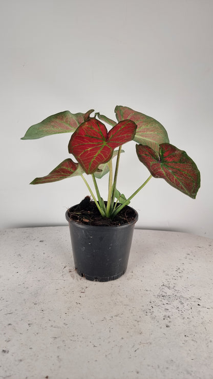 Caladium bicolour 'Jungle Ember'