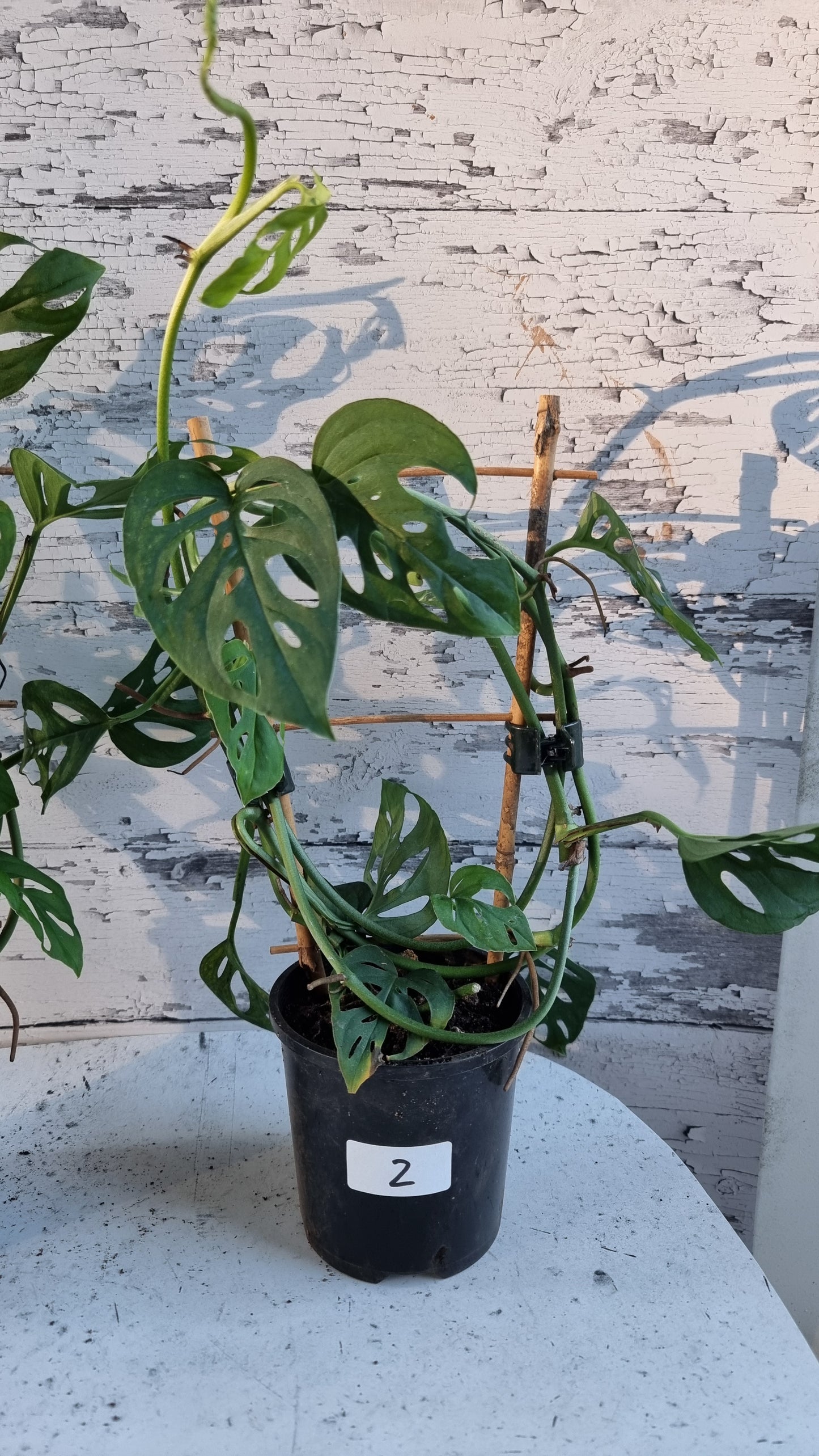 Monstera adansonii - 瑞士乳酪廠