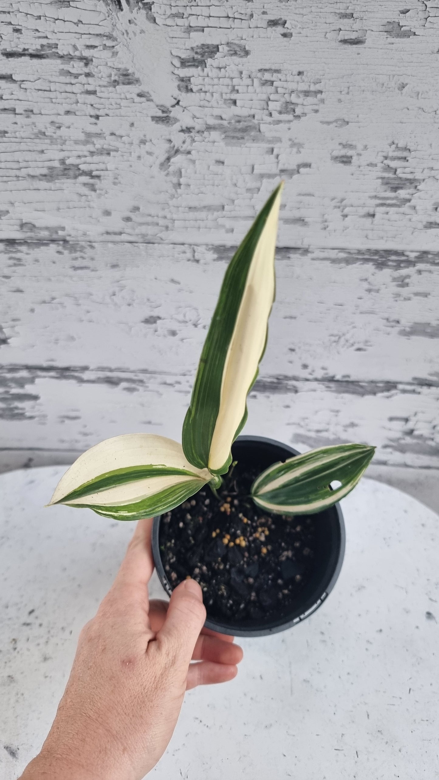 Aspidistra elatior variegata - 雜色鑄鐵廠