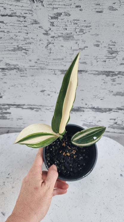 Aspidistra elatior variegata - 雜色鑄鐵廠