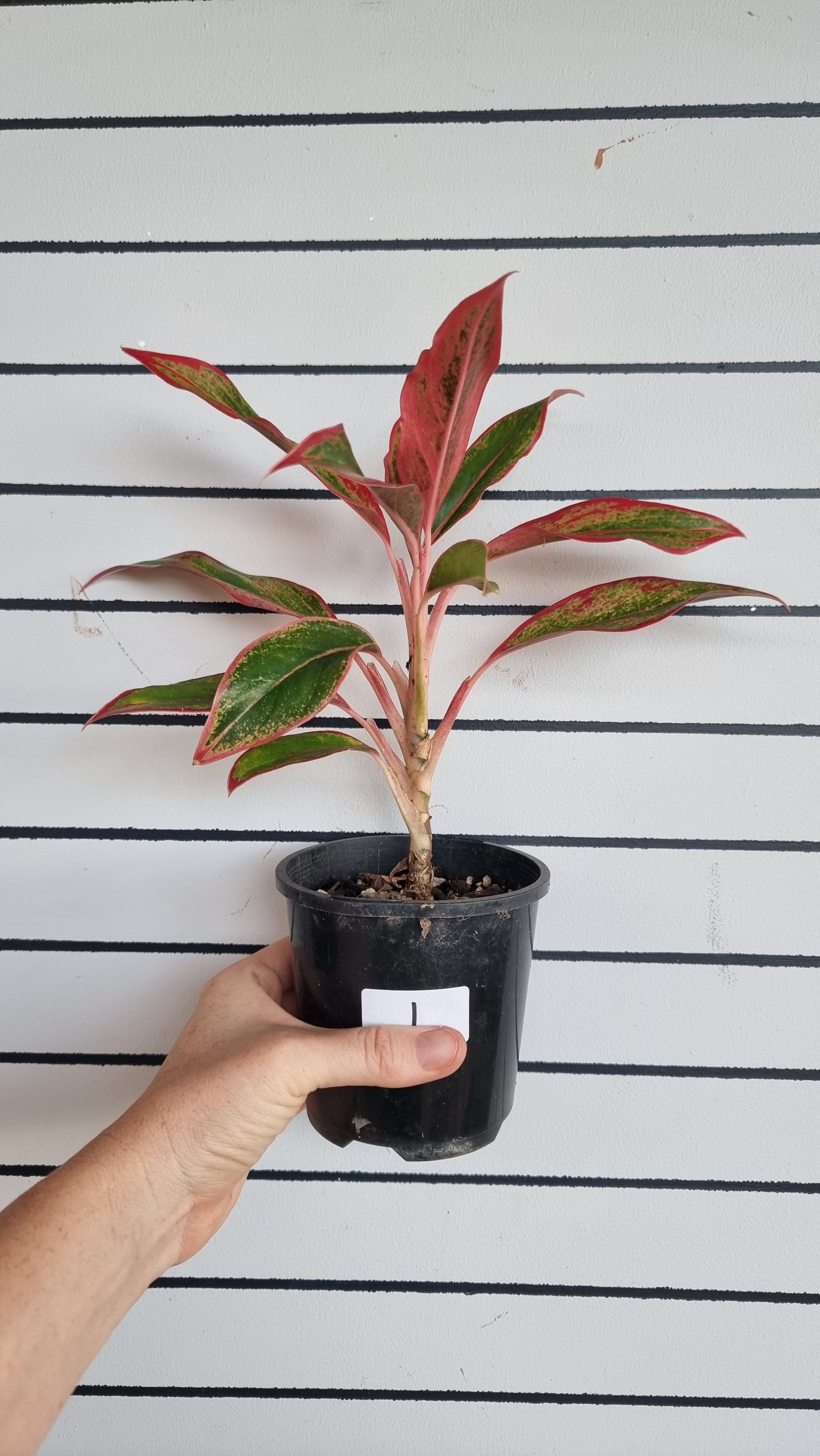 Aglaonema commutatum ‘Siam Aurora’ - Chinese Evergreen