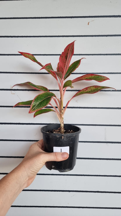 Aglaonema commutatum ‘Siam Aurora’ - Chinese Evergreen