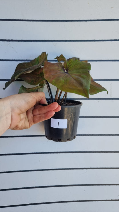 Caladium bicolour 'Black Night'