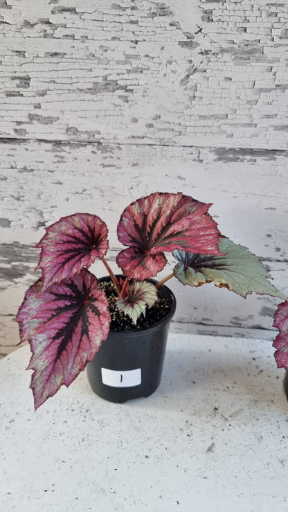Begonia rex 'Evening Glow'