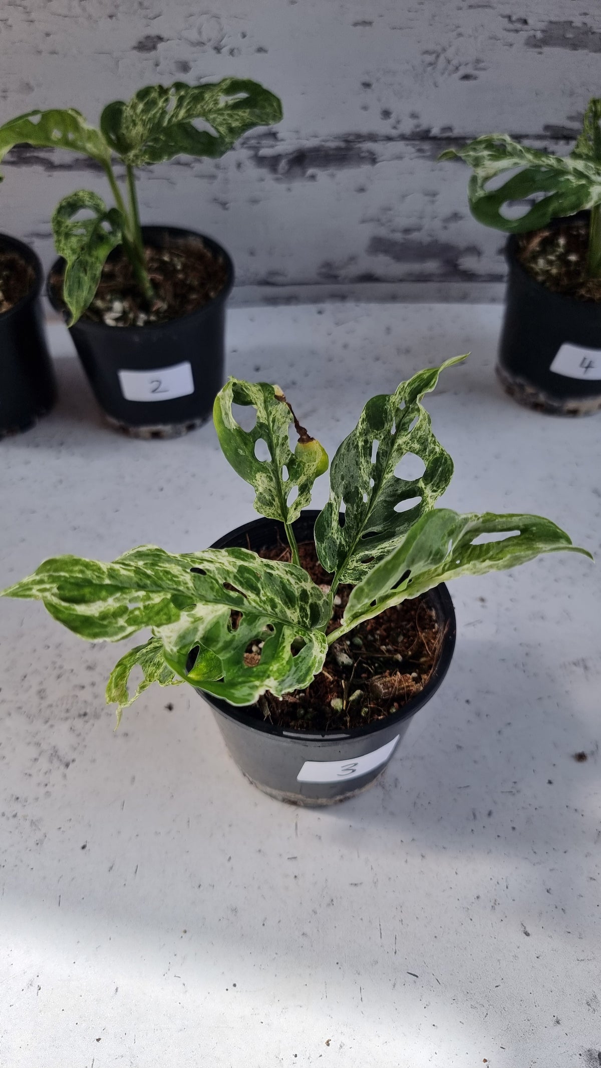 Monstera adansonii 'Monkey Mask' variegata 'Mint'