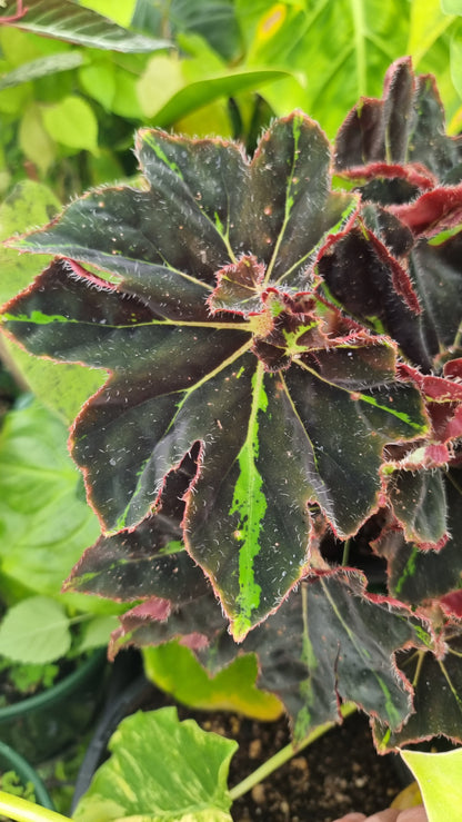 Begonia 'Lightning Strike'