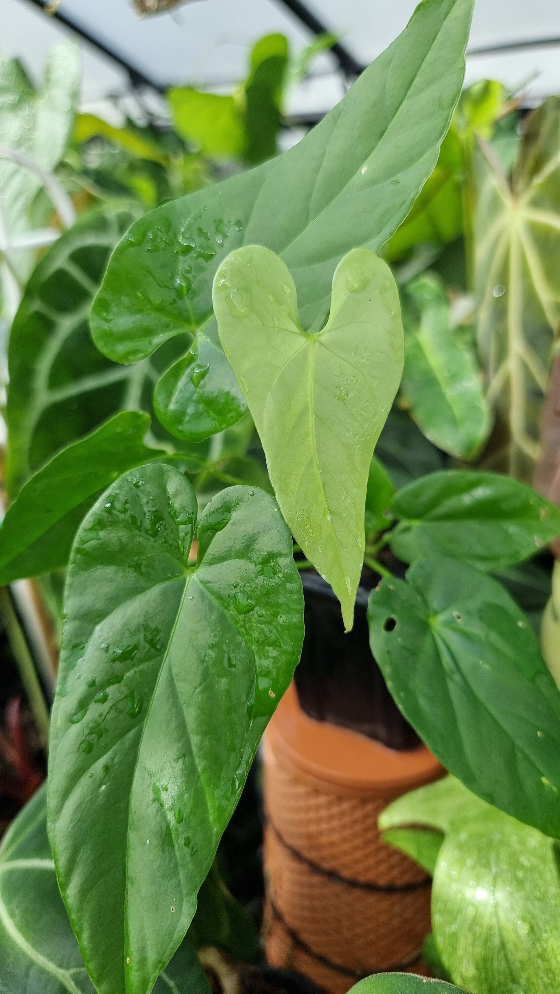 anthurium dussii Anthurium balaoanum (dussii) – Root'd Plants