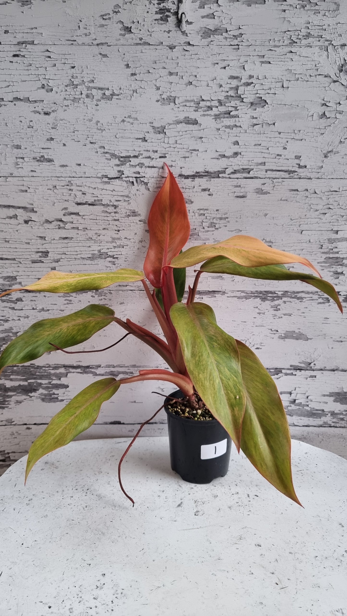 Philodendron erubescens ‘橙子果酱’