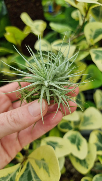 Tillandsia heteromorpha - Air Plant Root'd Plants 