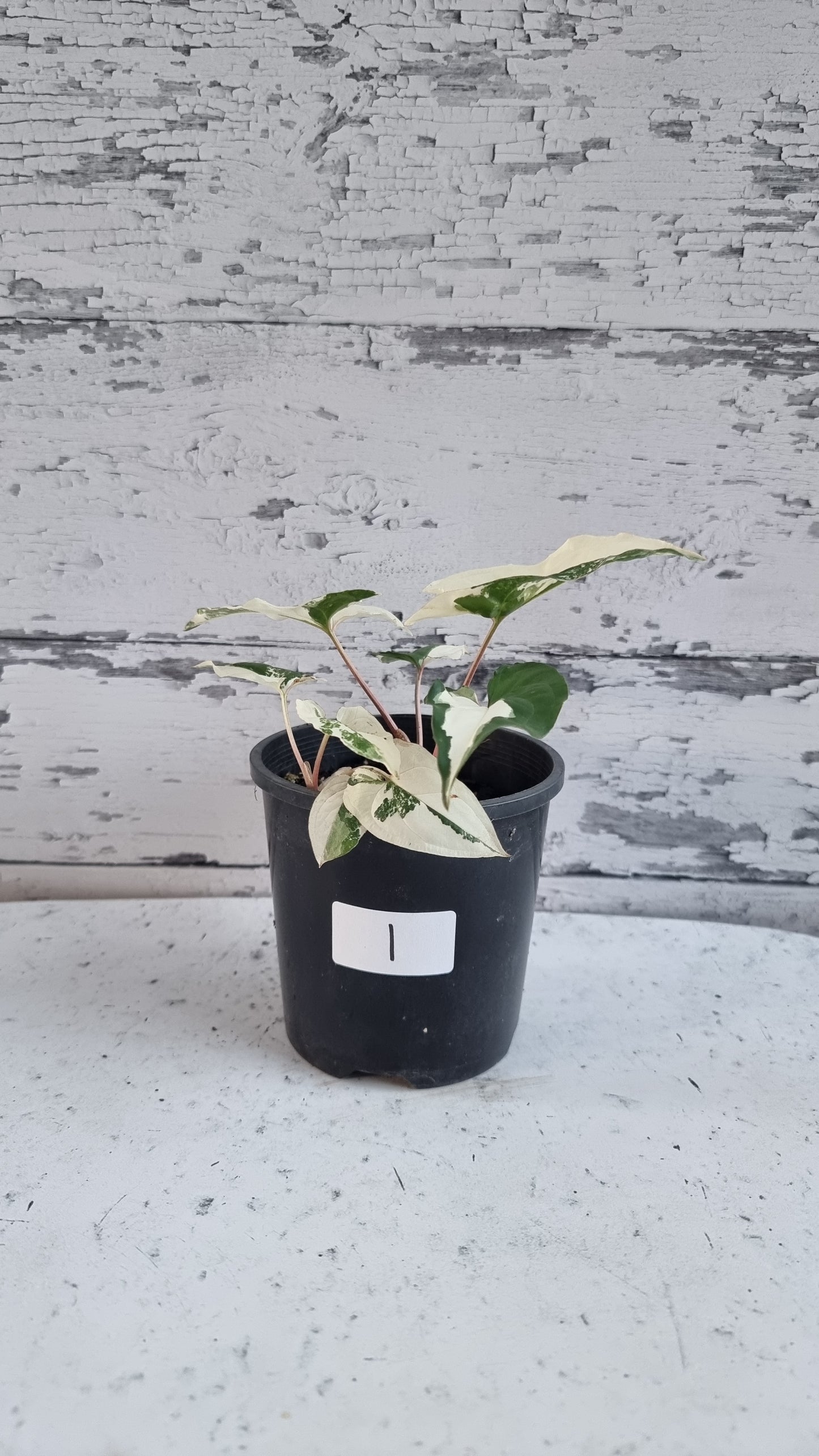 Syngonium podophyllum 'Fantasy' - Variegated Arrowhead Plant