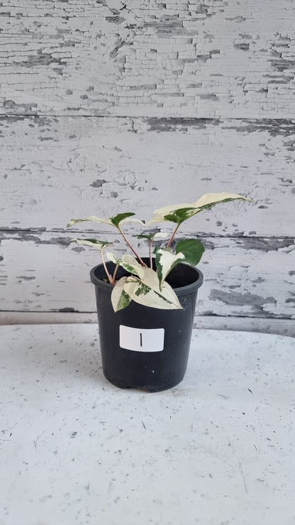 Syngonium podophyllum 'Fantasy' - Variegated Arrowhead Plant