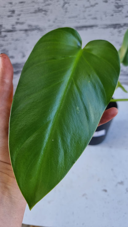 Philodendron giganteum