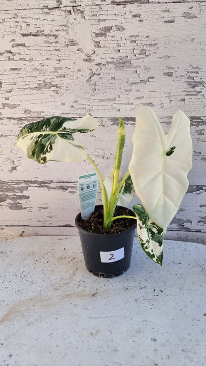 Alocasia micholitziana 'Frydek' - 雜色綠天鵝絨