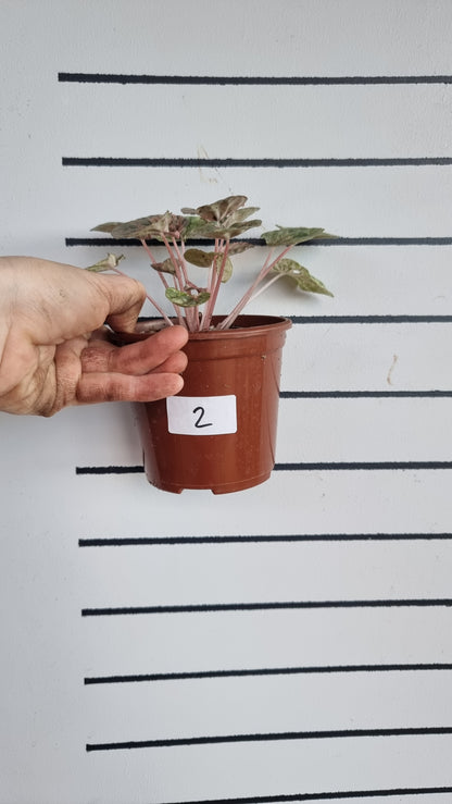 Peperomia caperata 'Pink Lady'