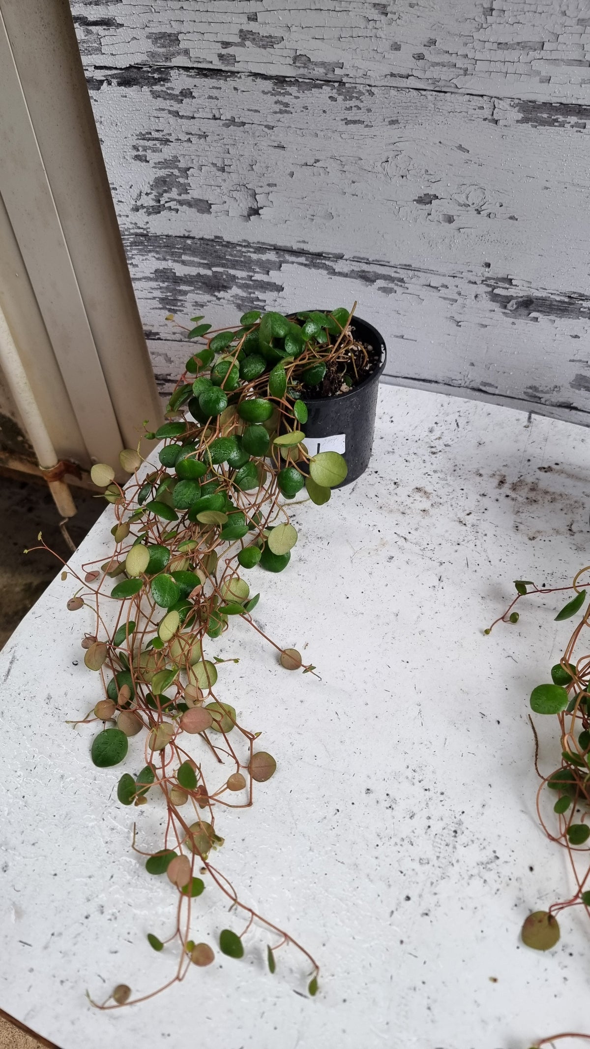 Peperomia prostrata 'Pepperspot' - String of Coins