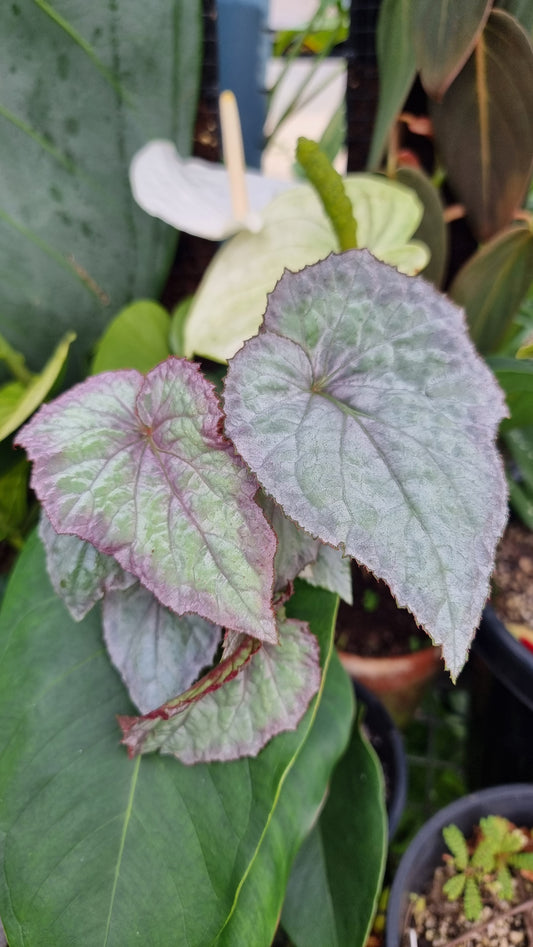 Begonia rex 'Aurora'