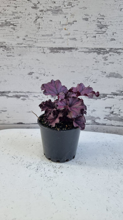 Heuchera“永远的紫色” 